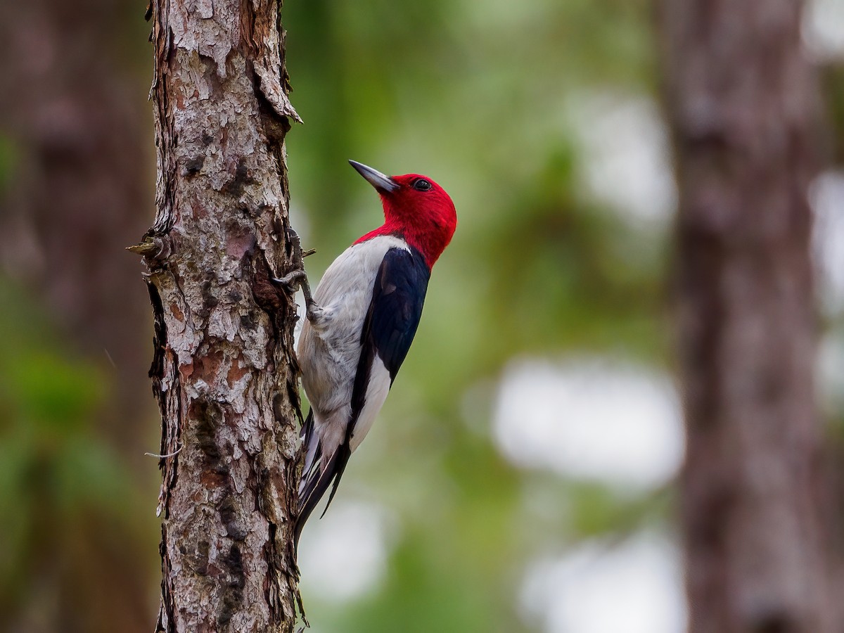 Red-headed Woodpecker - ML449616711