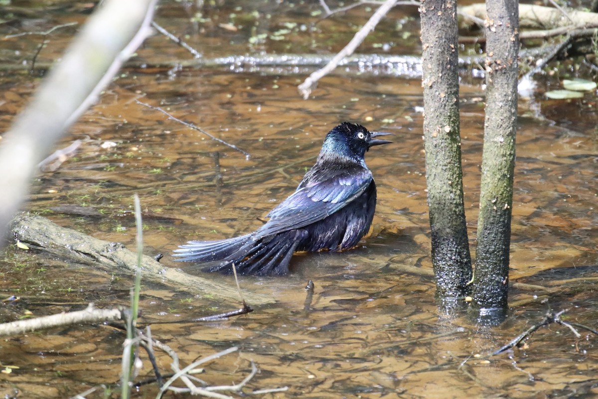 Common Grackle - ML449616751