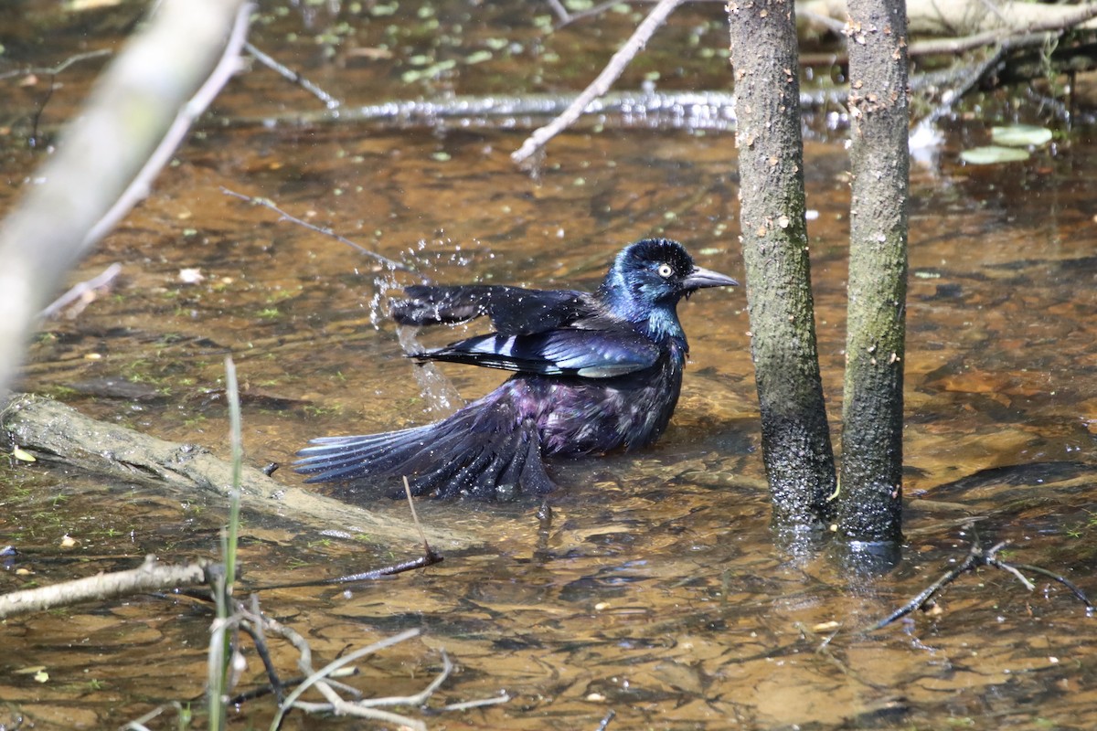 Common Grackle - ML449616761