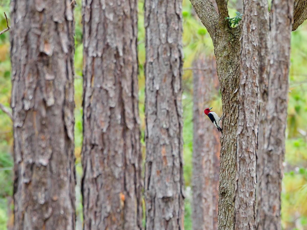 Red-headed Woodpecker - ML449616801