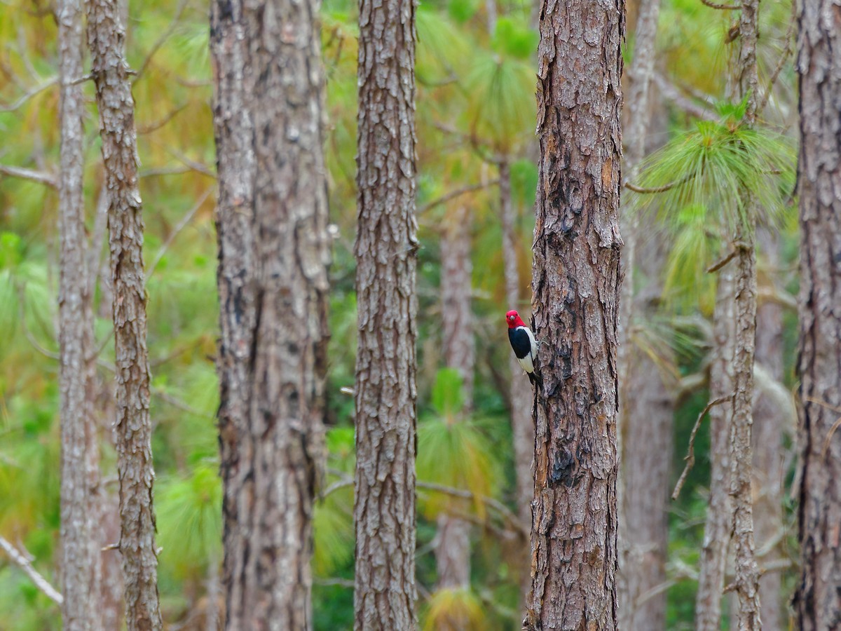 Red-headed Woodpecker - ML449616951