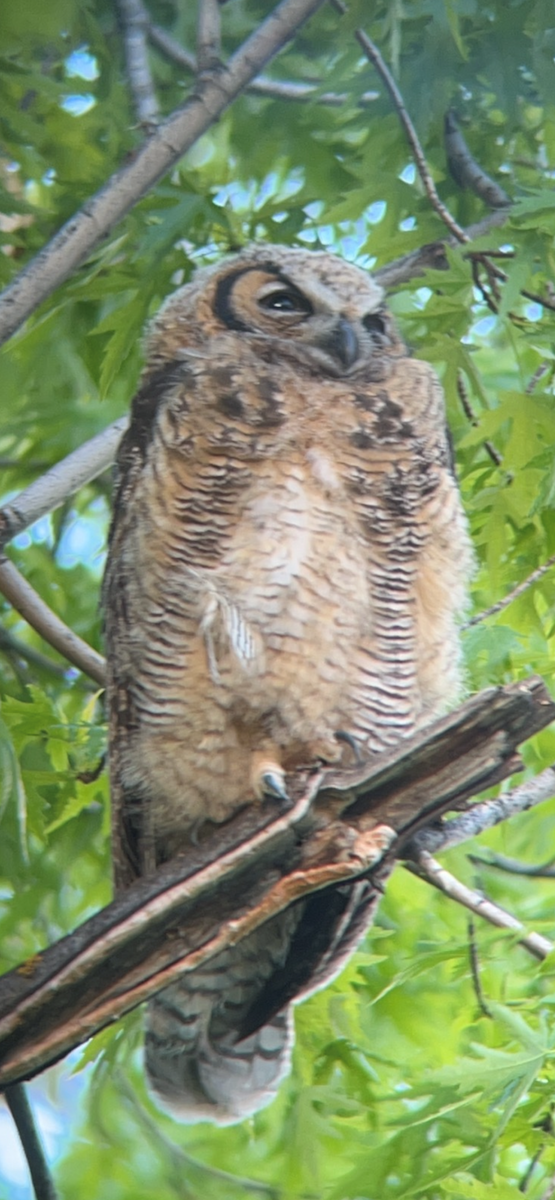Great Horned Owl - ML449617881
