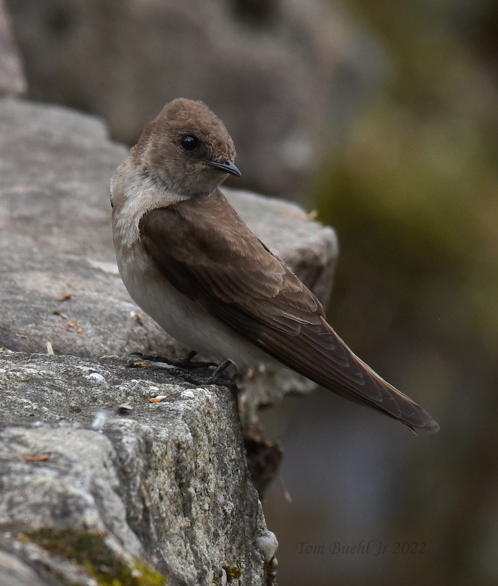 Northern Rough-winged Swallow - ML449619971