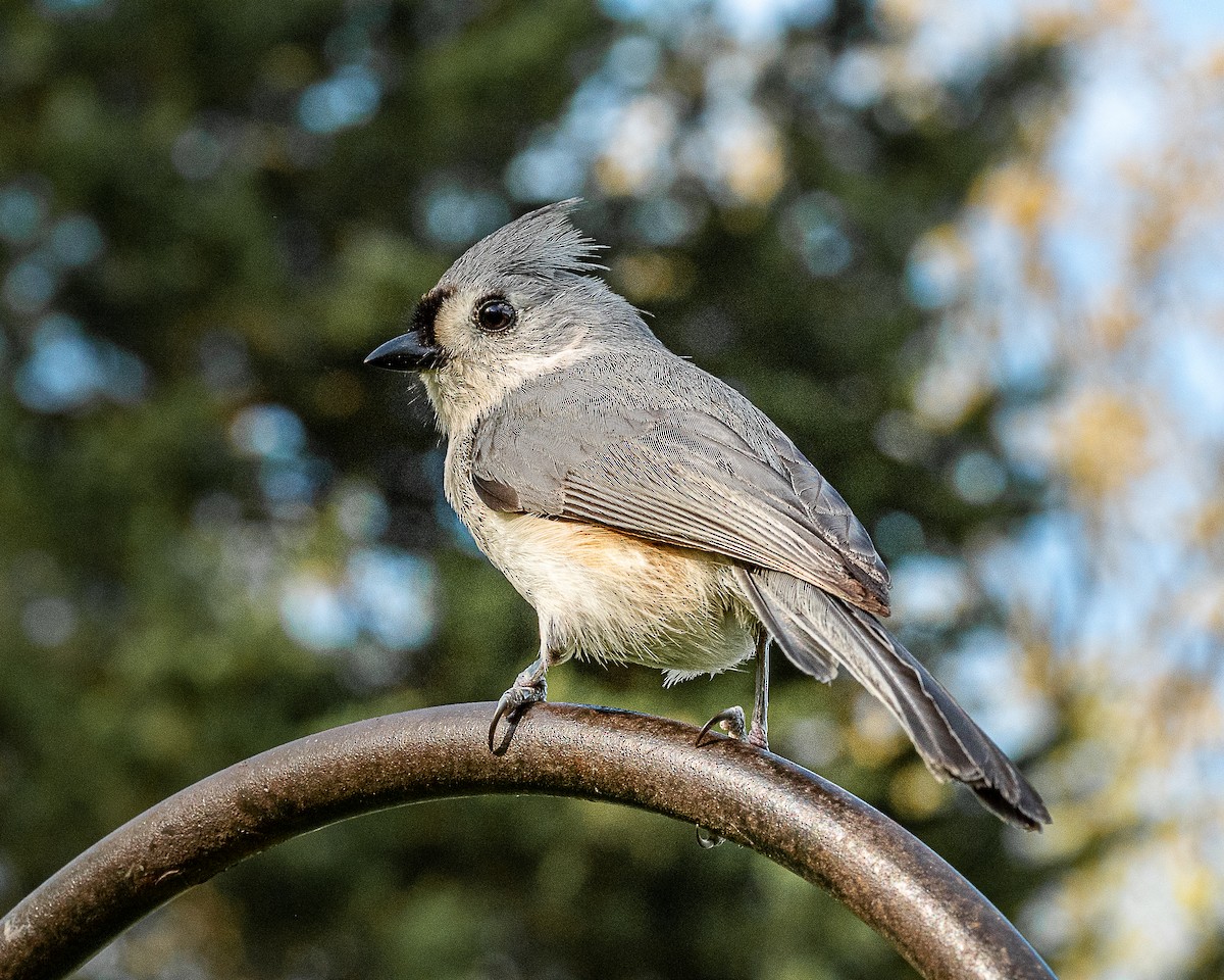 Tufted Titmouse - ML449620451