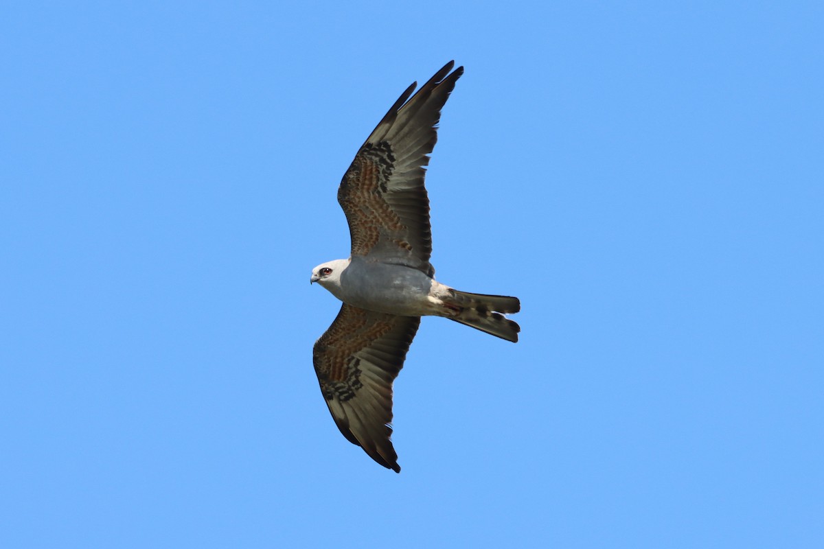 Mississippi Kite - ML449620471