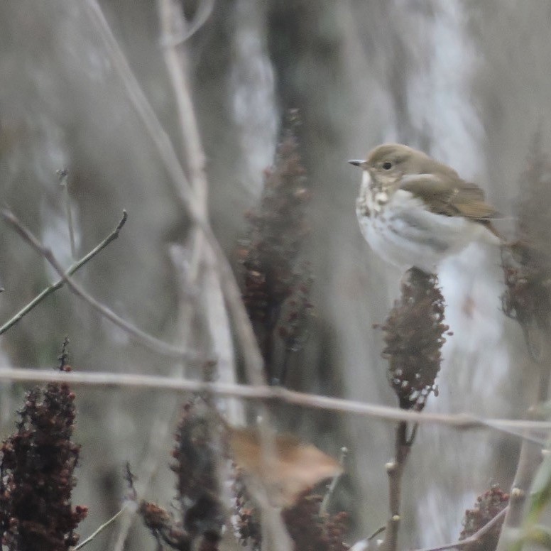 Hermit Thrush - ML44962291