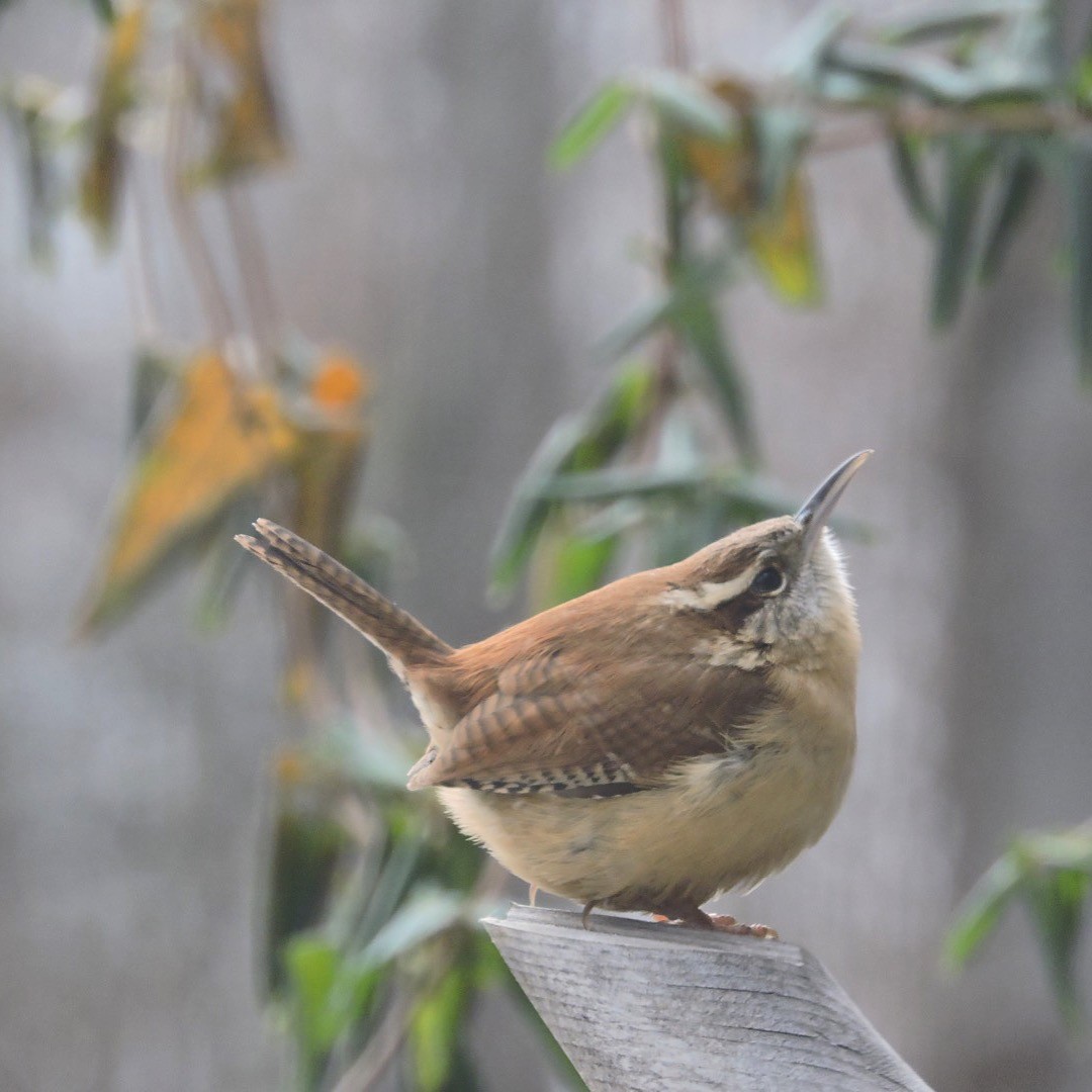 Carolina Wren - ML44962331