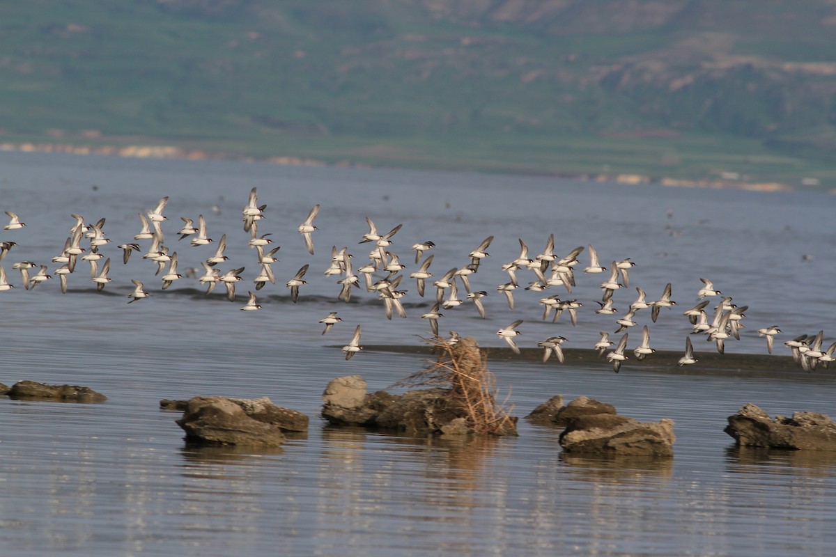 Red-necked Phalarope - ML449626271
