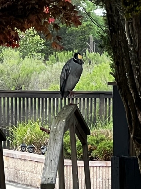 Yellow-crowned Night Heron - ML449628141