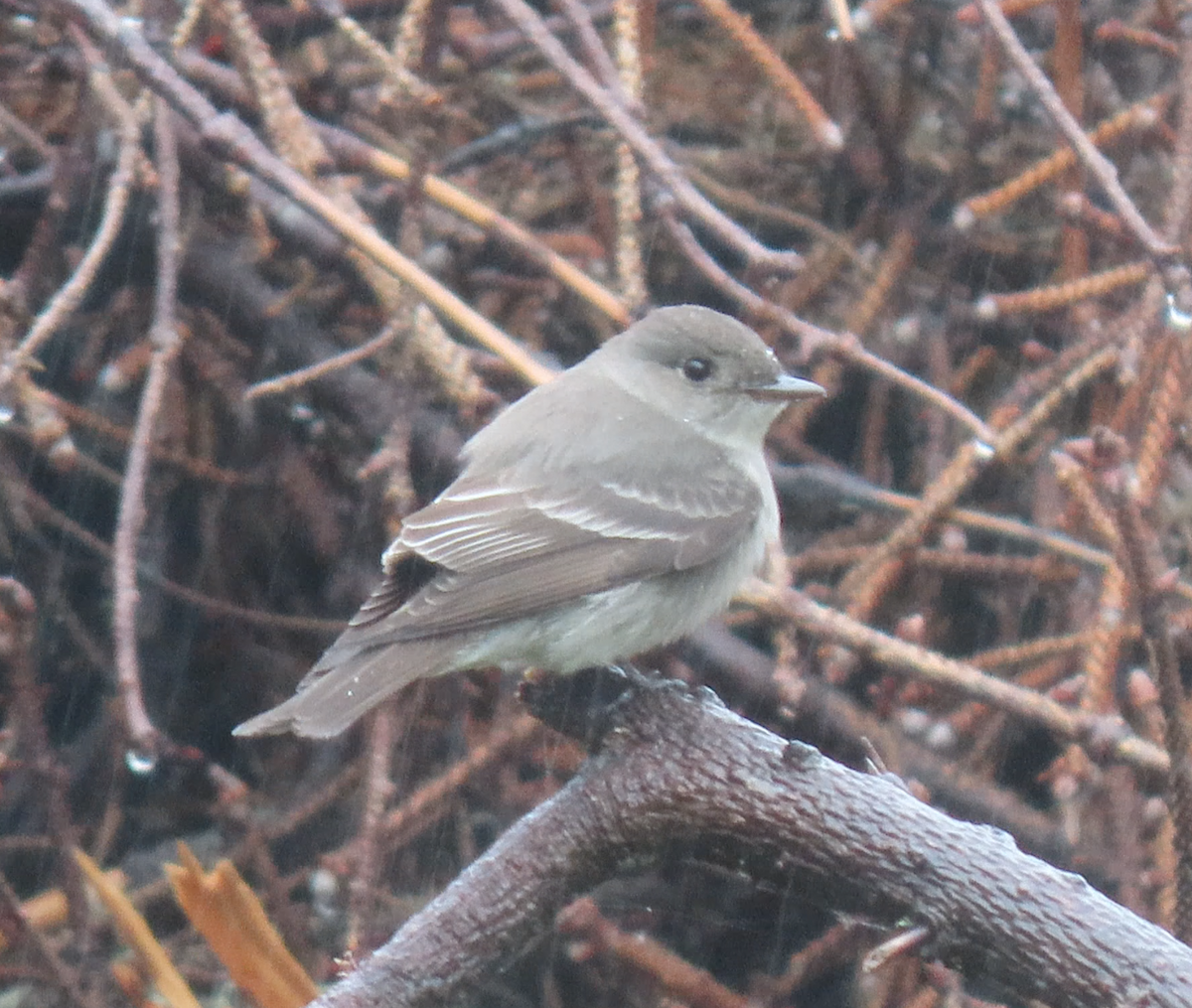 Western Wood-Pewee - ML449631011