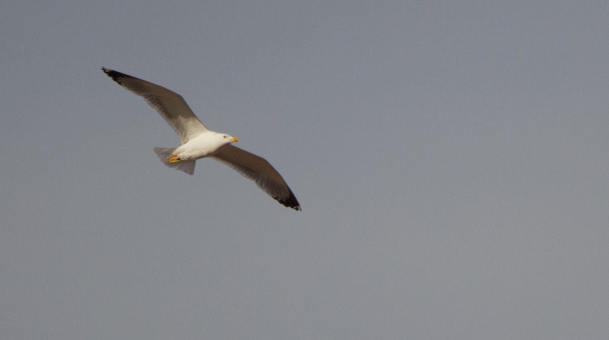 Gaviota Patiamarilla - ML449632331