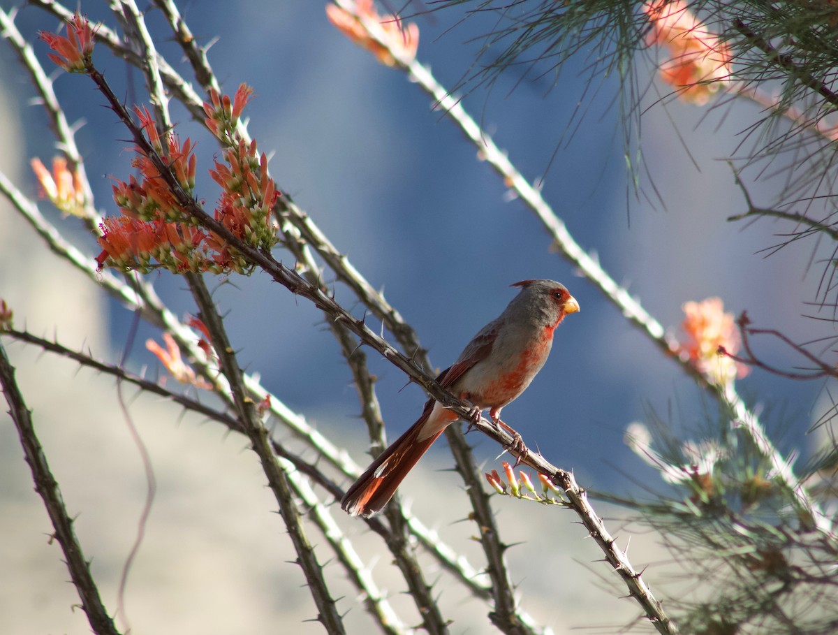 Pyrrhuloxia - ML449632411