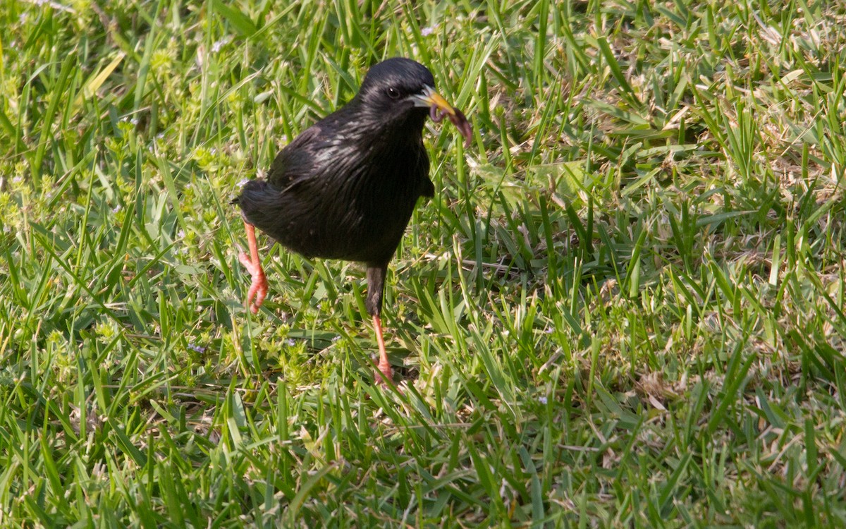 Spotless Starling - ML449632611