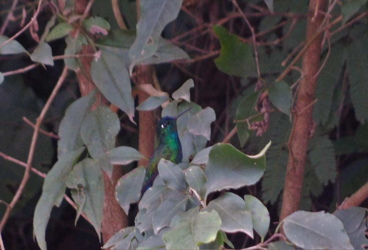 Blue-capped Puffleg - Nicolás Bejarano