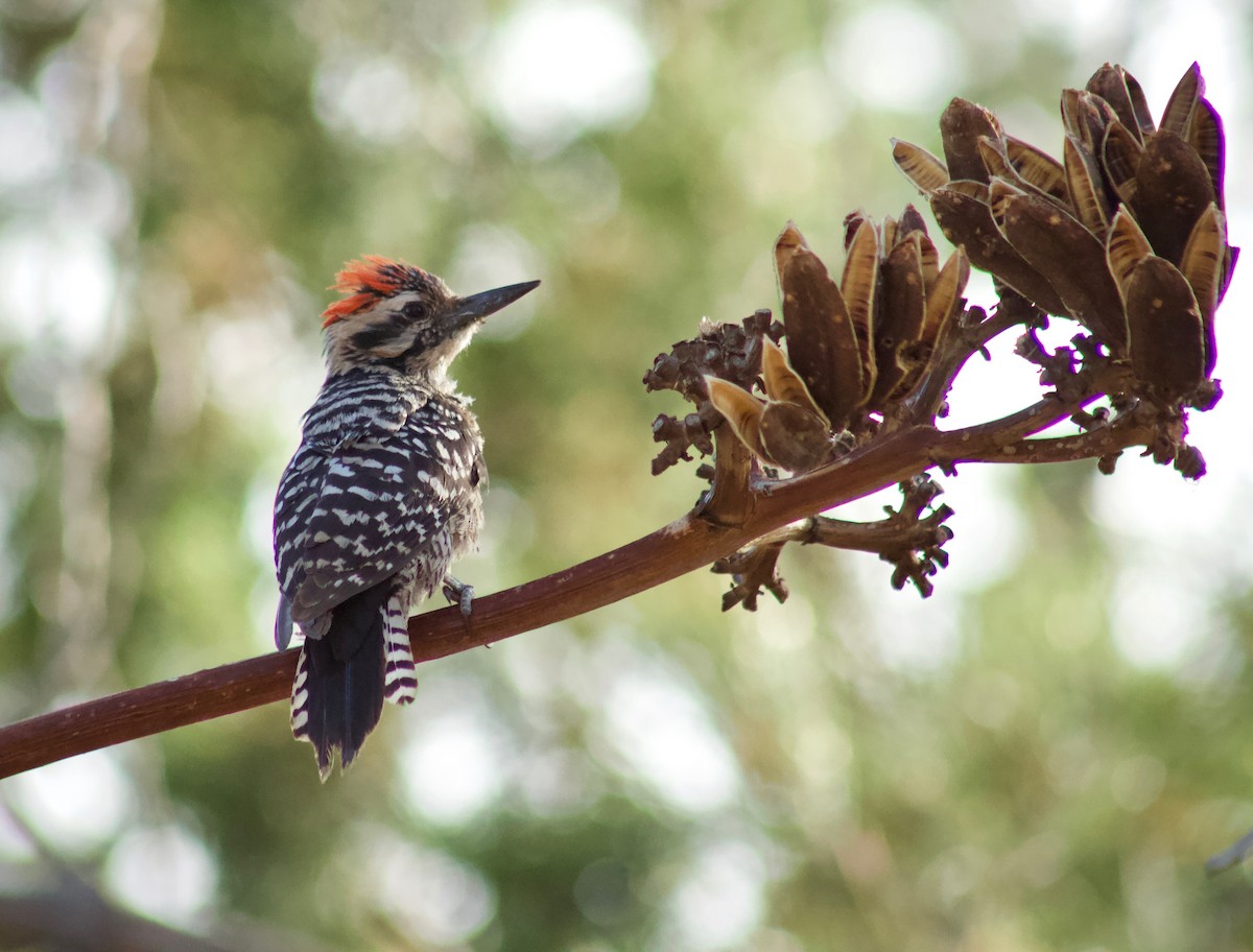 Ladder-backed Woodpecker - Kim Score