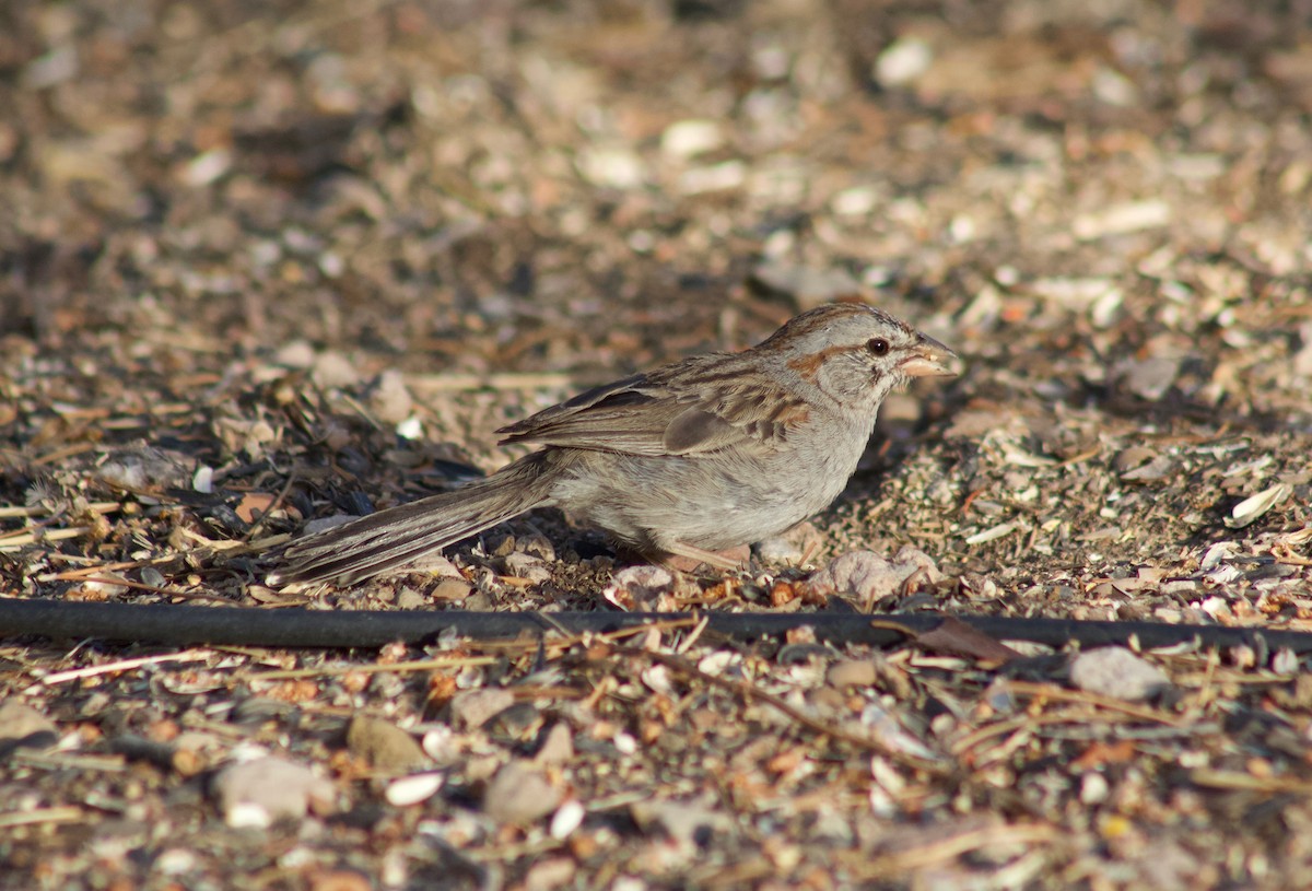 Rufous-winged Sparrow - Kim Score