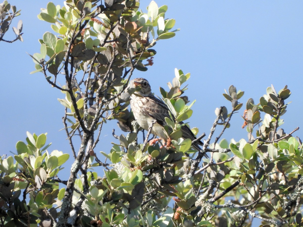 Wood Lark - ML449633251