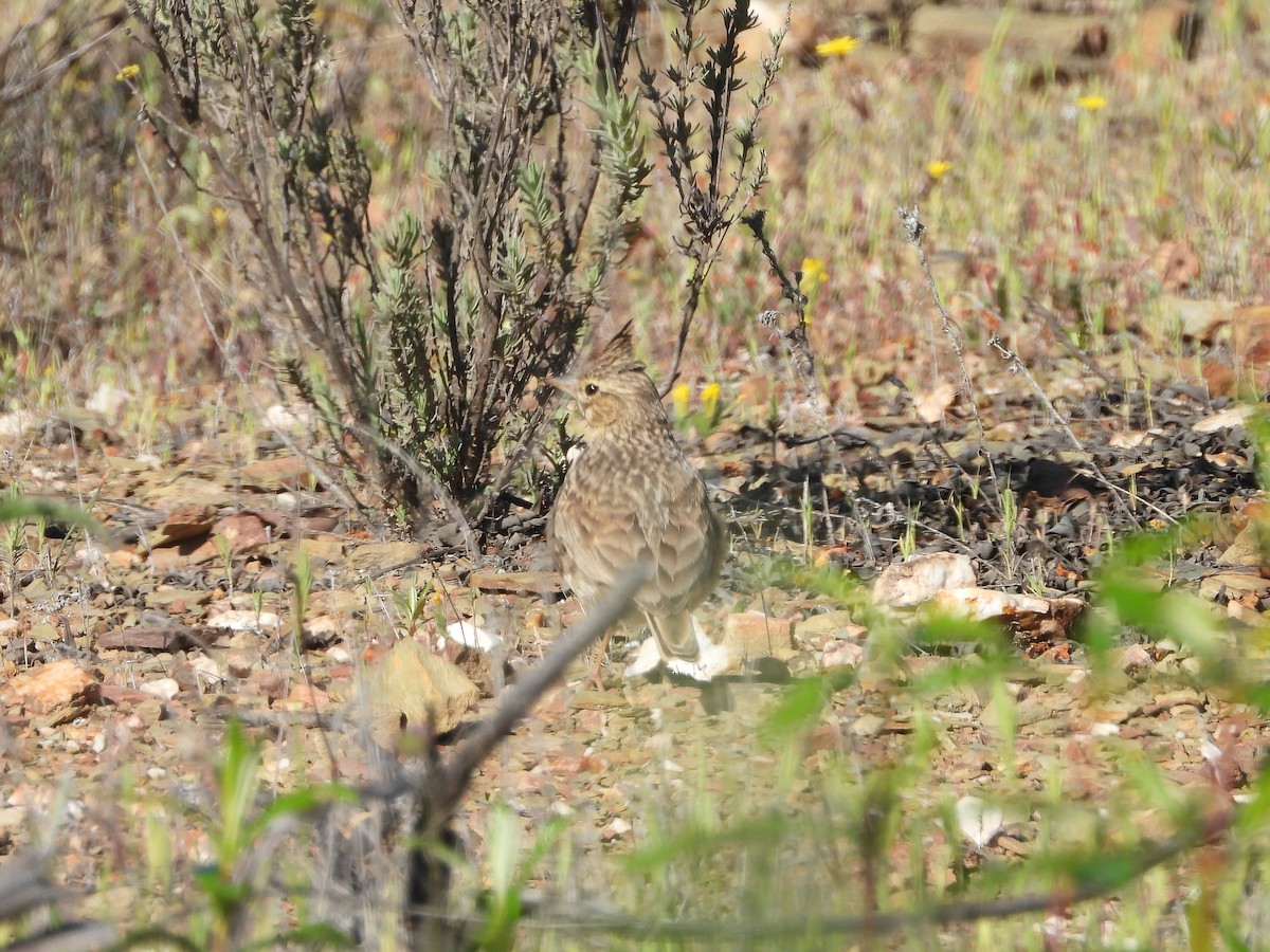 Thekla's Lark - ML449633321
