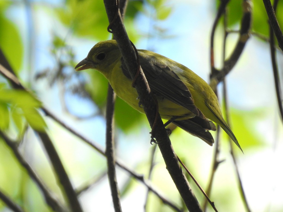 Scarlet Tanager - Glenn Hodgkins