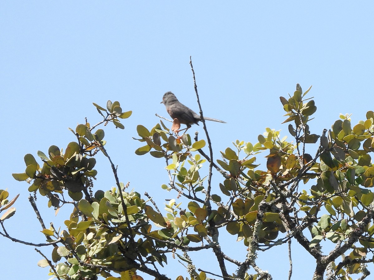 סבכי גלי - ML449633491