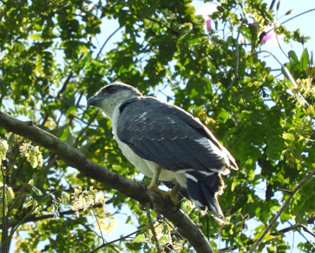 Gray-backed Hawk - ML449633651