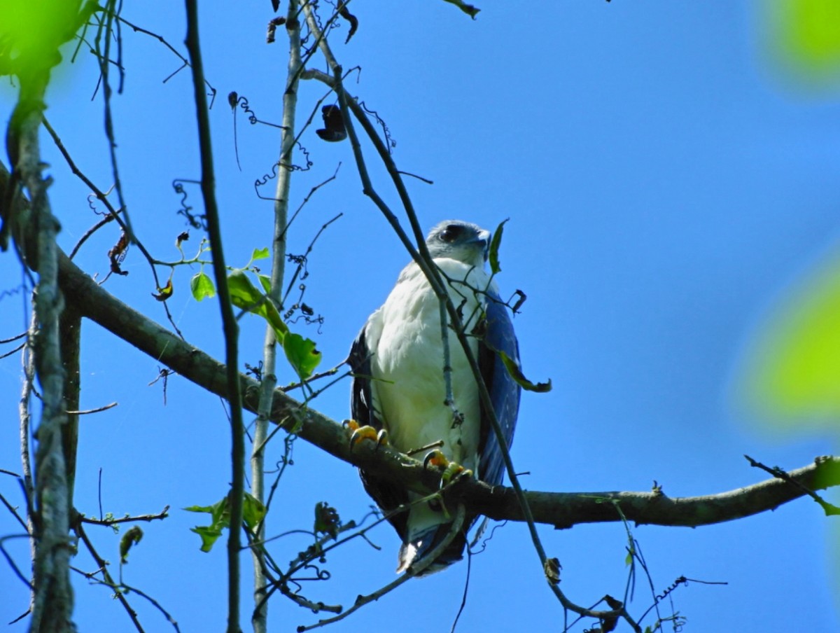 Gray-backed Hawk - ML449634051