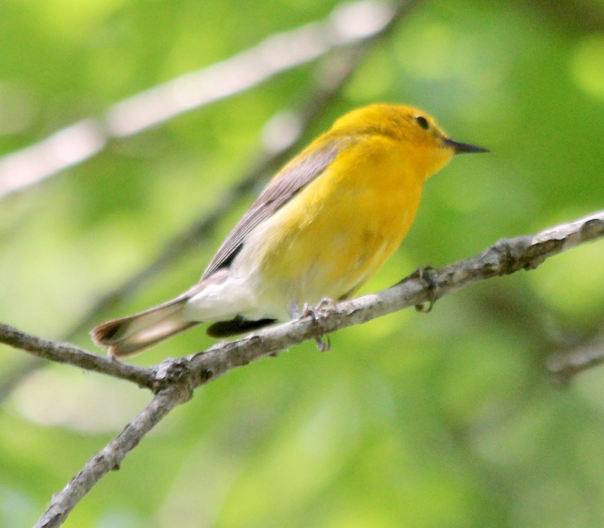 Prothonotary Warbler - ML449634861