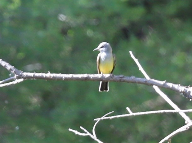 Western Kingbird - Daphne Asbell