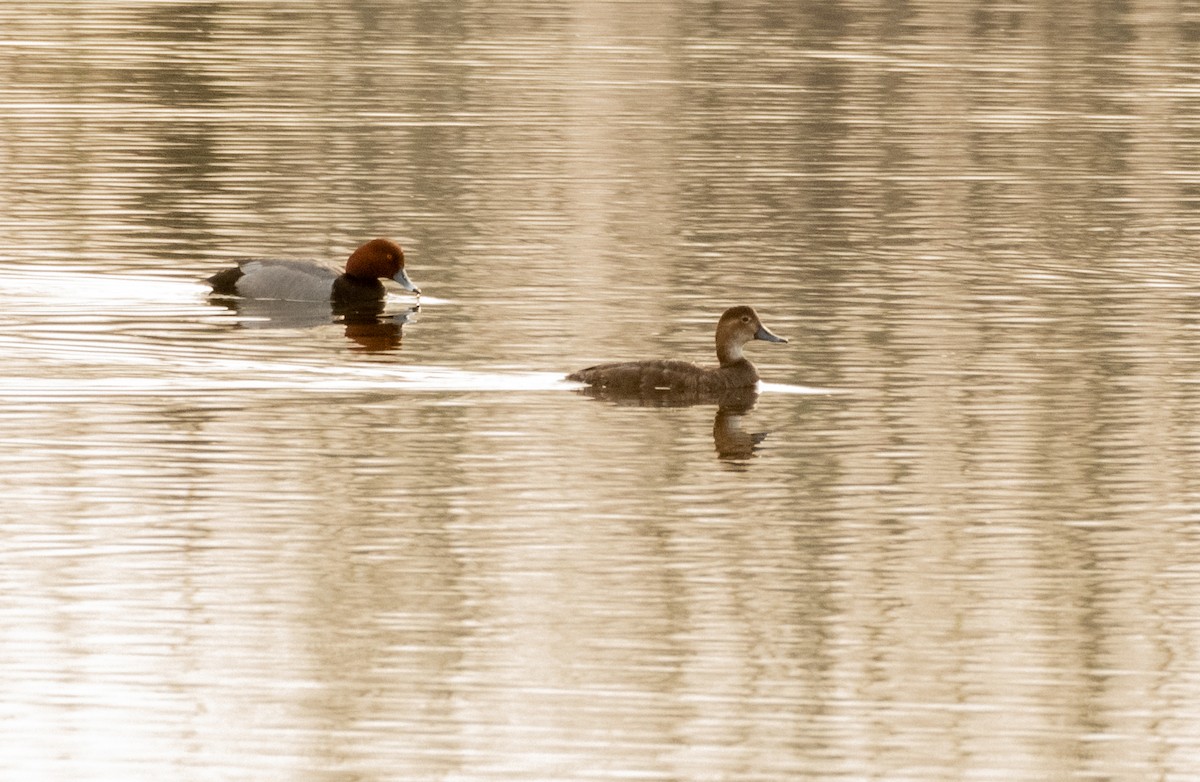 Rotkopfente - ML449638111