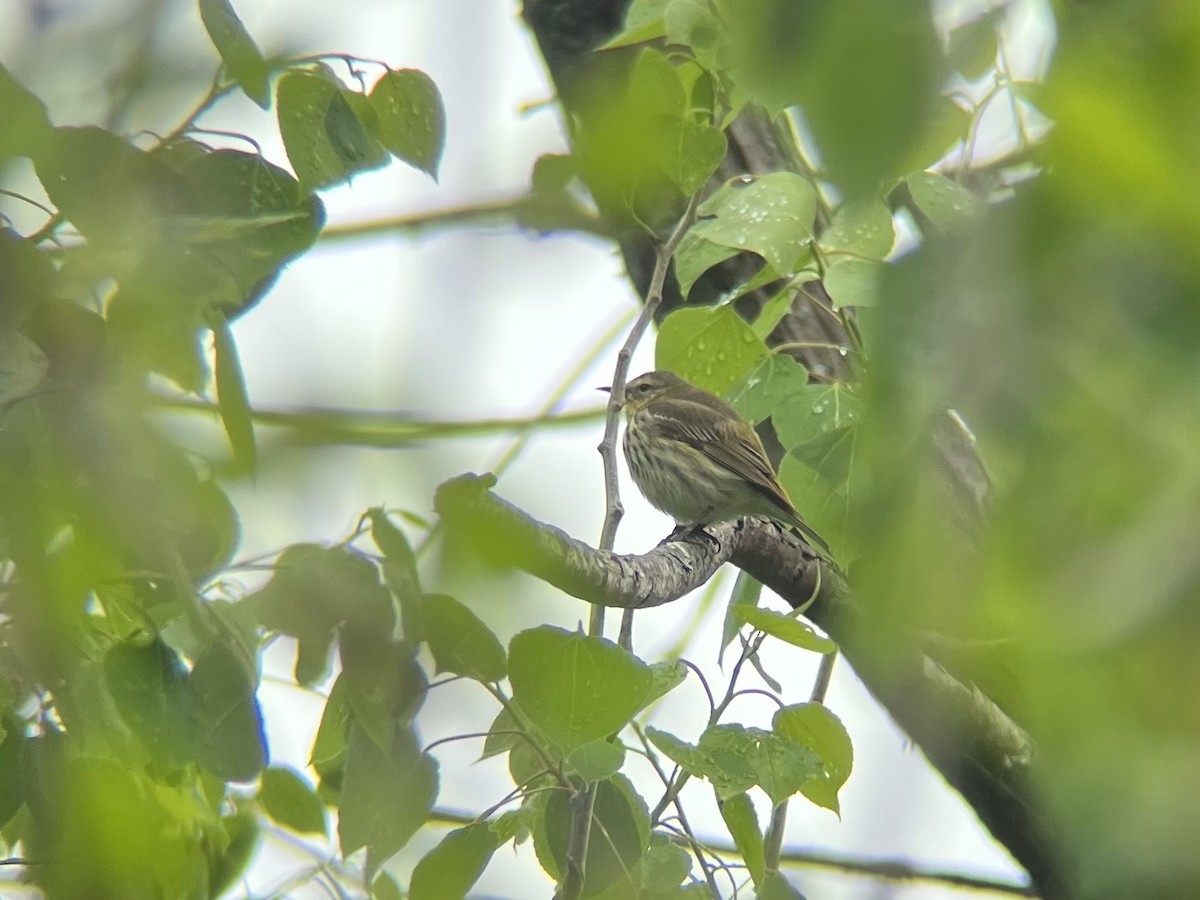 Cape May Warbler - ML449639651