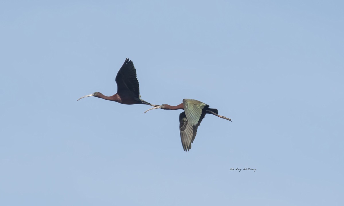 ibis hnědý - ML449640131