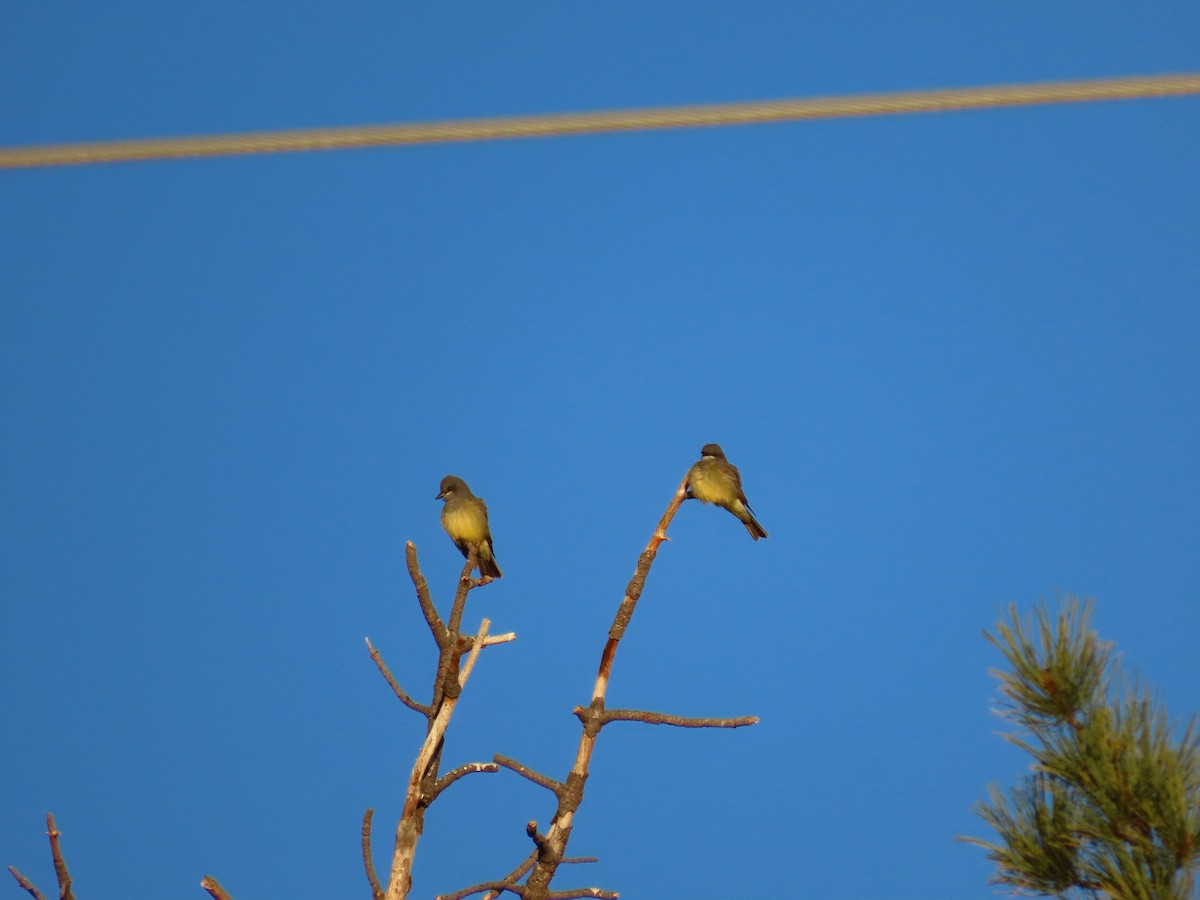 Cassin's Kingbird - ML449641631