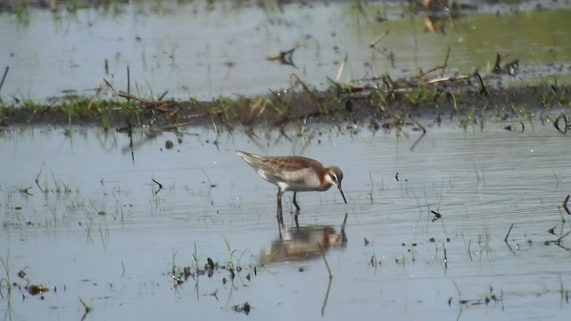 Wilson's Phalarope - ML449642031