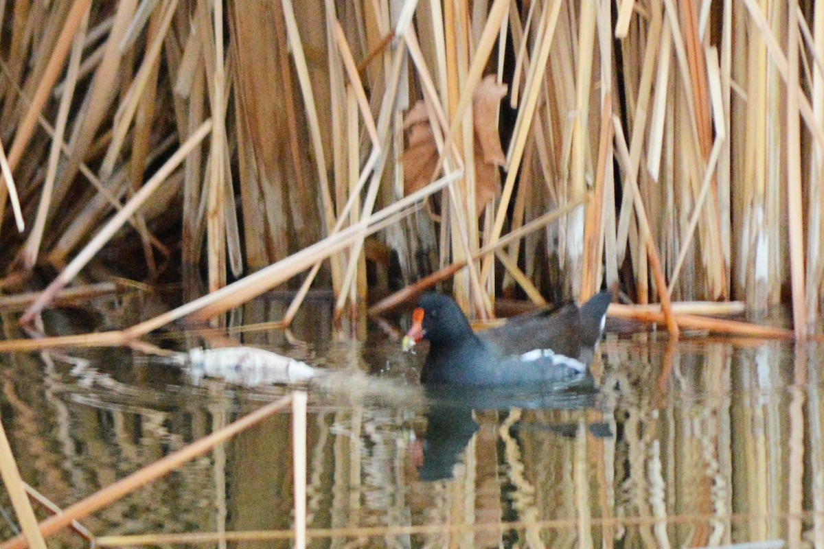 Common Gallinule - ML44964251