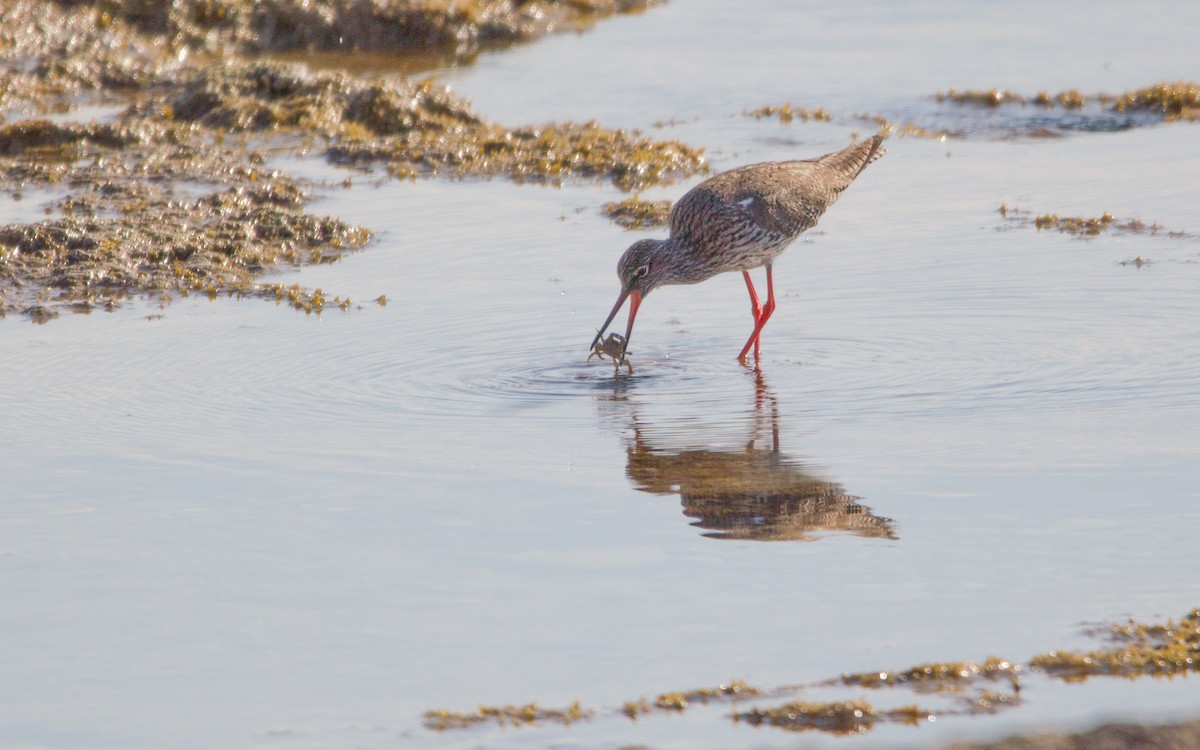 Common Redshank - ML449643991