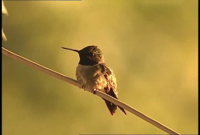 Ruby-throated Hummingbird - ML449644