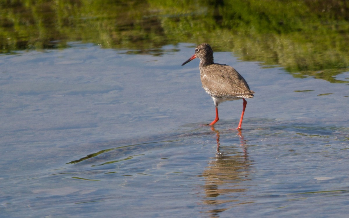 Common Redshank - ML449644001