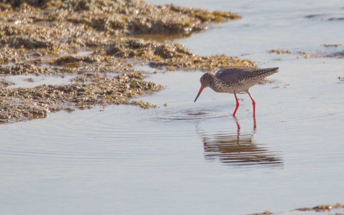 Common Redshank - ML449644011