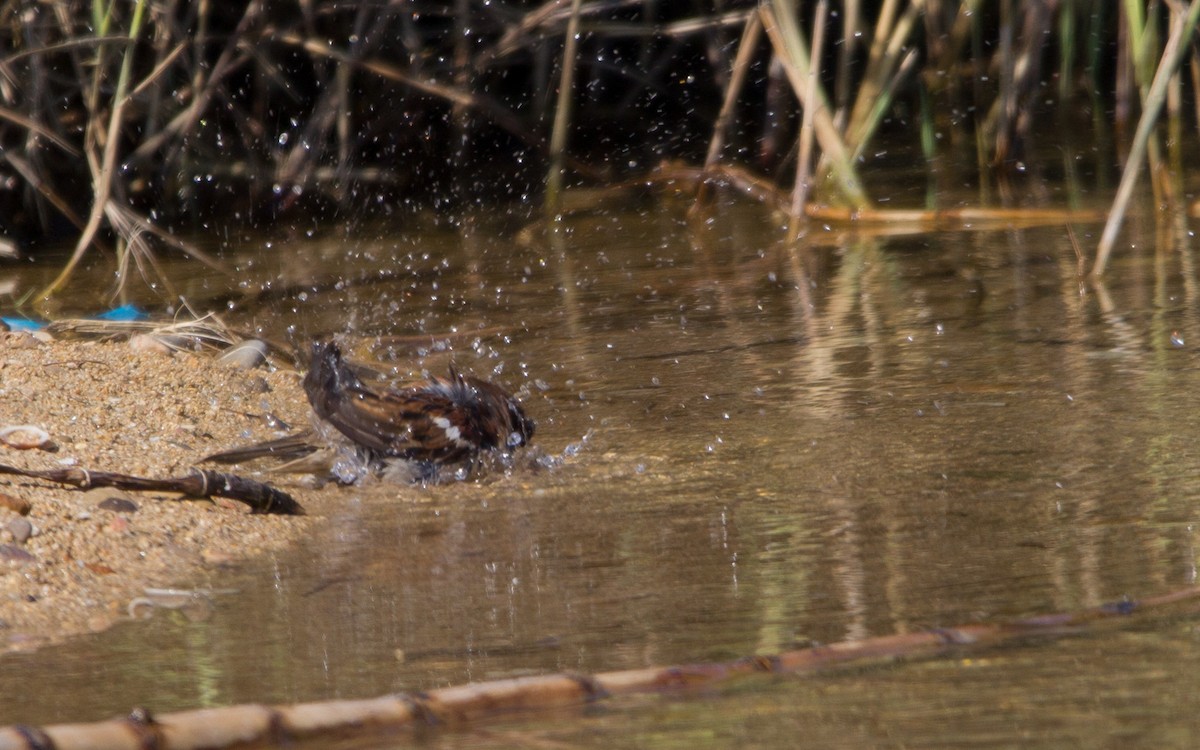 House Sparrow - ML449644471