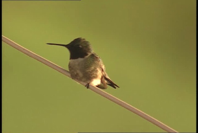 Ruby-throated Hummingbird - ML449645