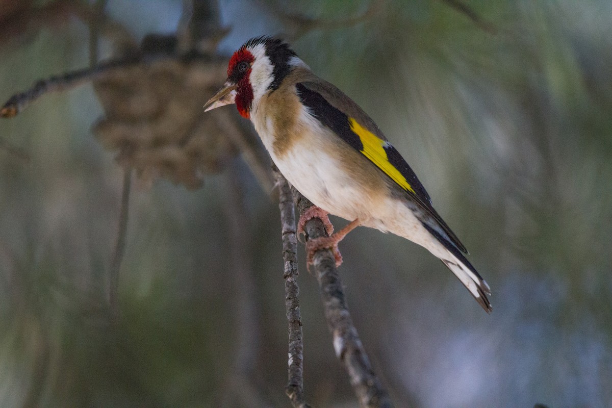 Chardonneret élégant - ML449645291