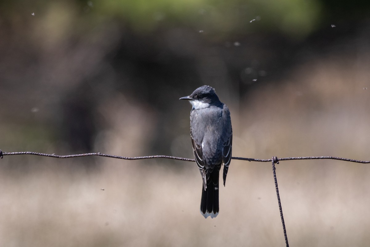 Eastern Kingbird - Rain Saulnier