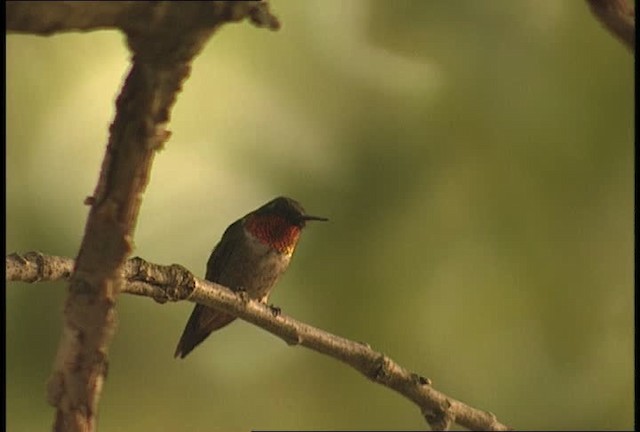 Ruby-throated Hummingbird - ML449646