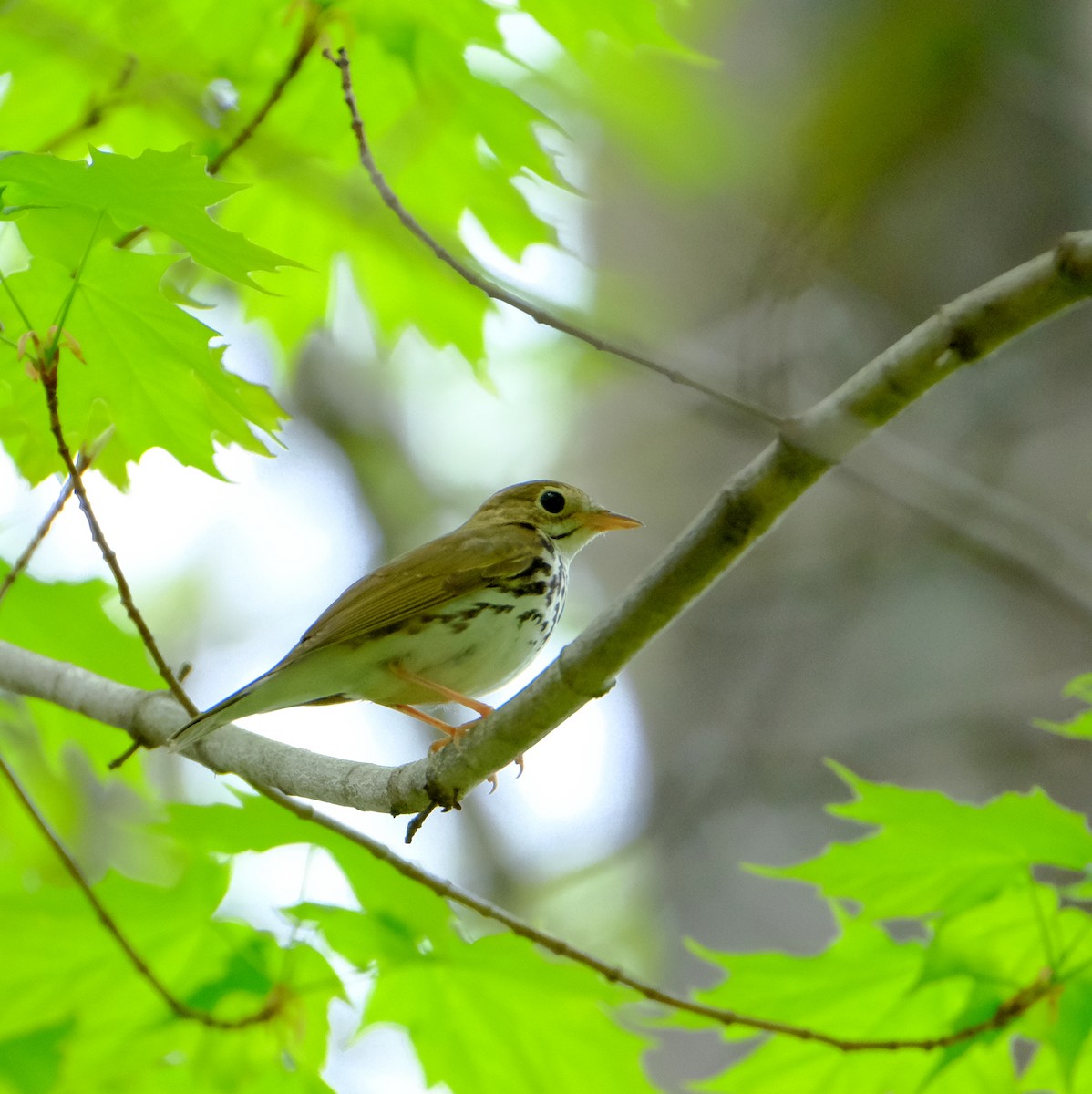 Ovenbird - Jean-Marc Emery