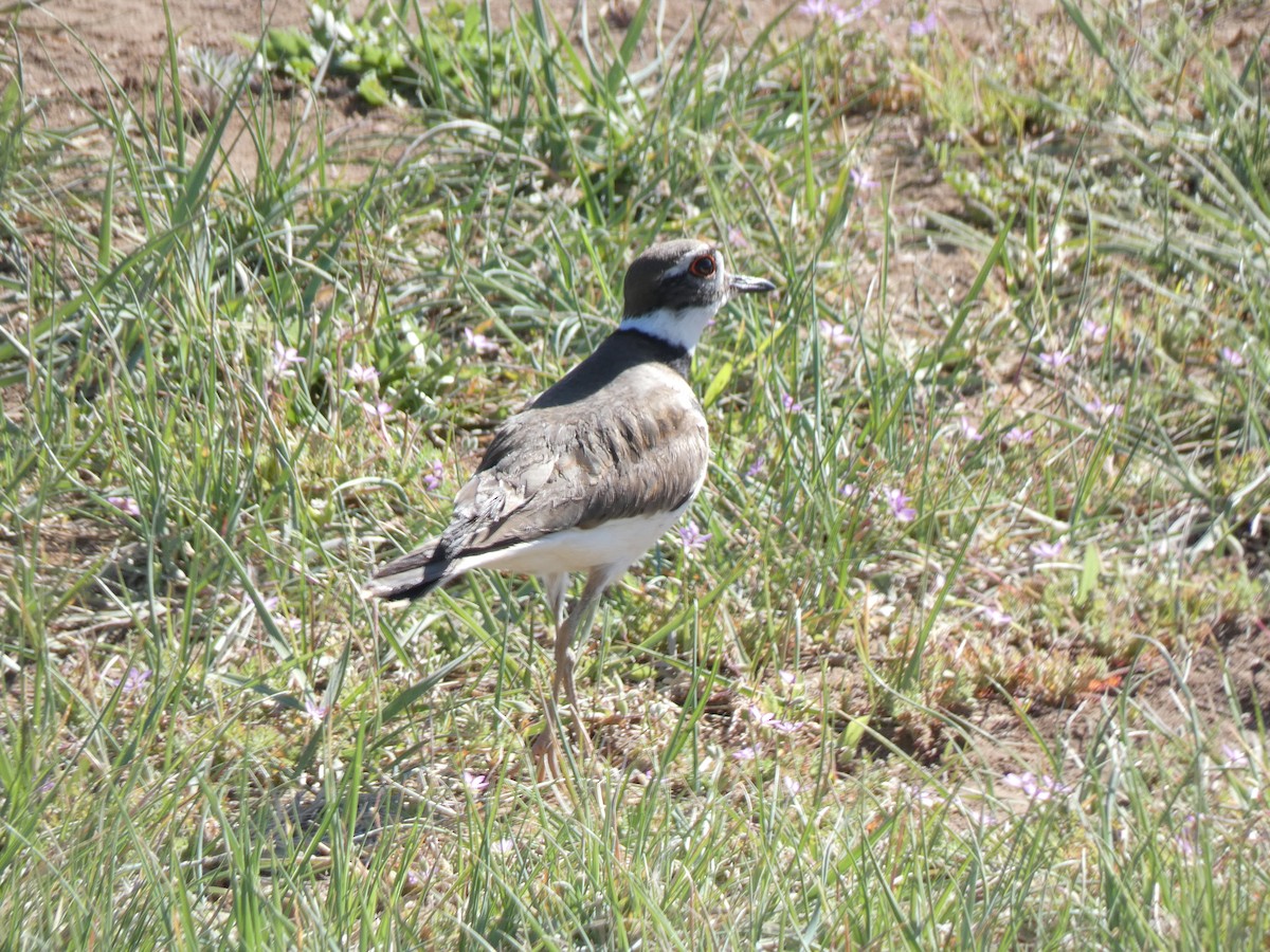 Killdeer - ML449646761
