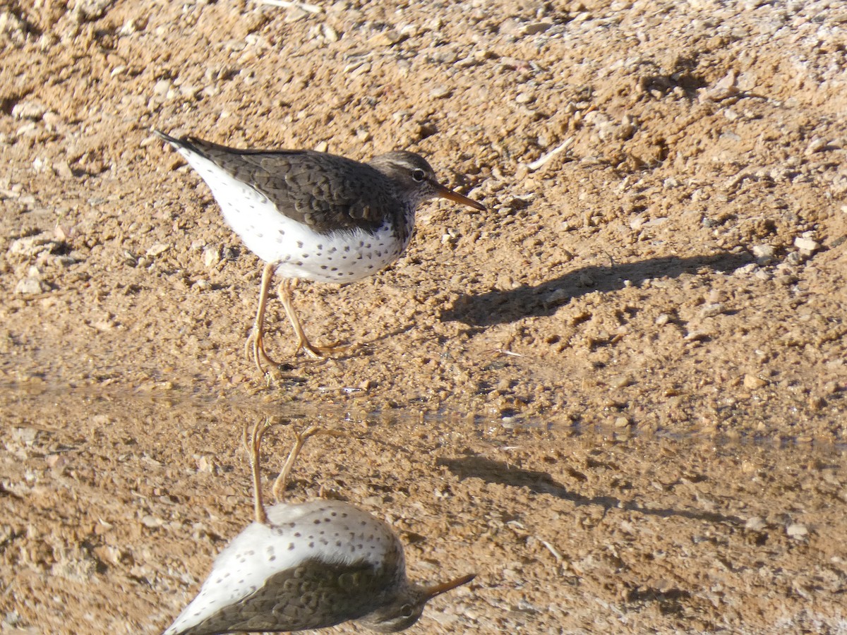 Spotted Sandpiper - ML449646841