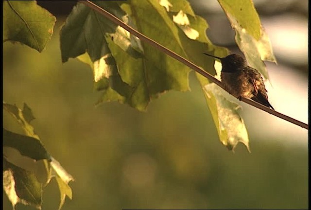 Ruby-throated Hummingbird - ML449647