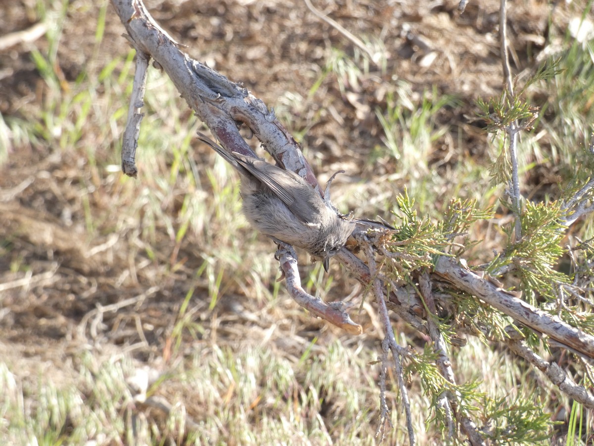 Juniper Titmouse - ML449647131