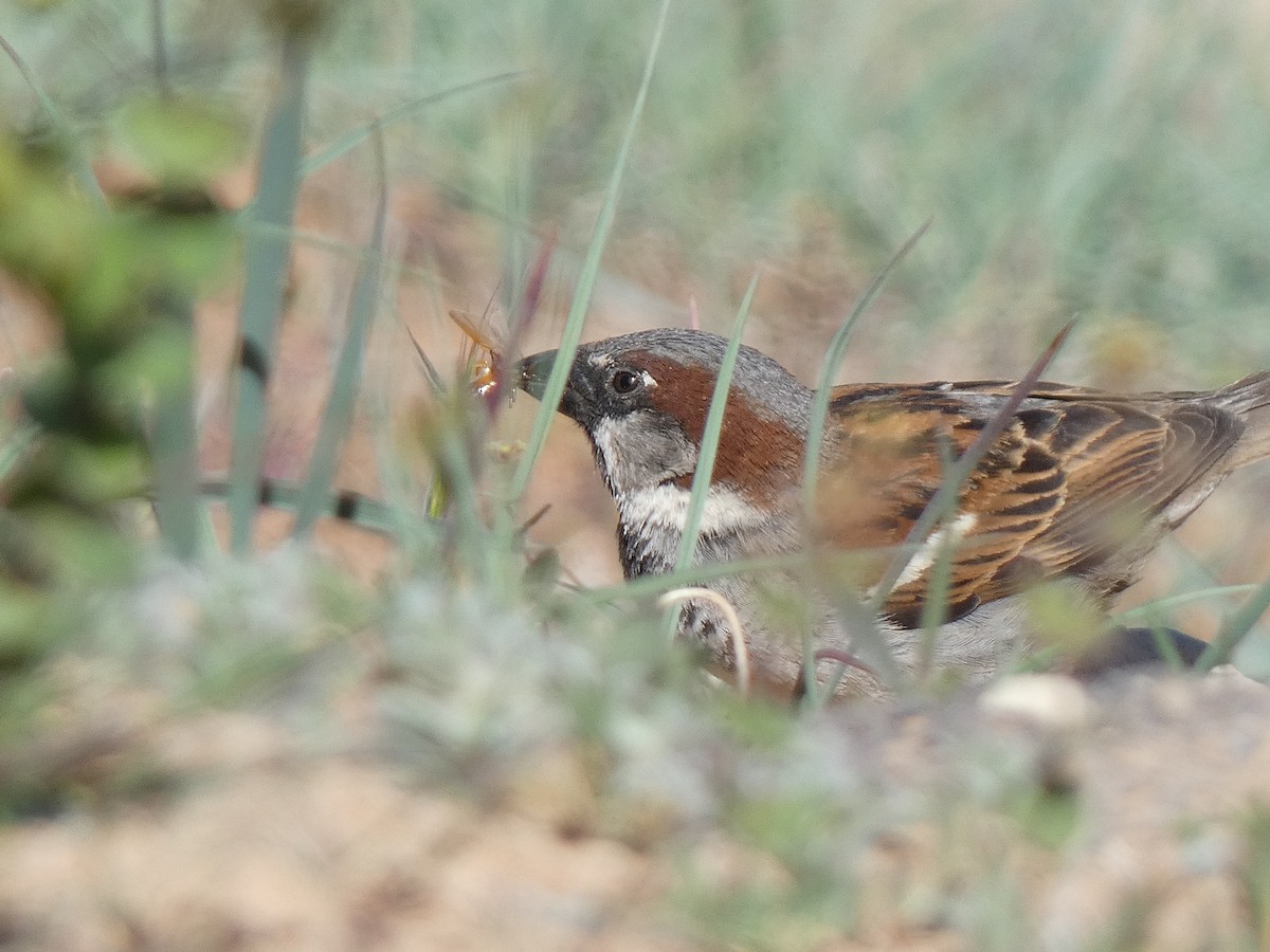 House Sparrow - ML449647191