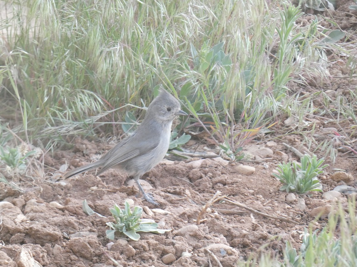 Juniper Titmouse - ML449647281